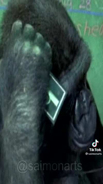 Monke eat pizza because no bannaners