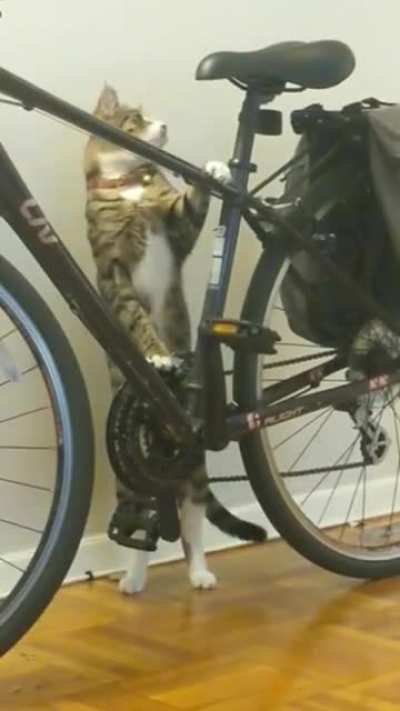 Cat.