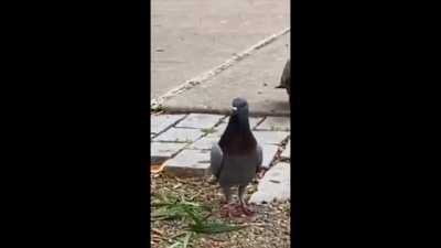 These techno pigeons
