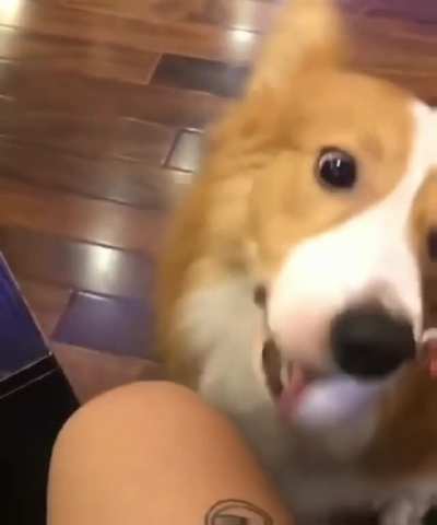 Bamboozled