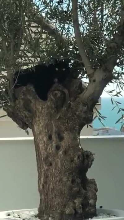 Strange fruit in my olive tree