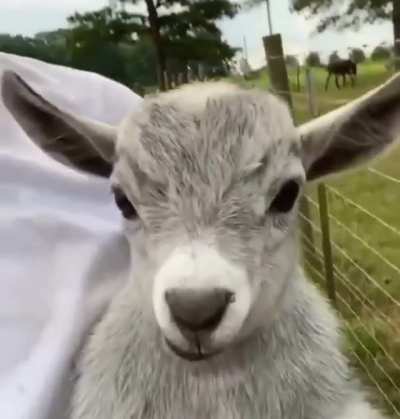 Goat simulator 2021