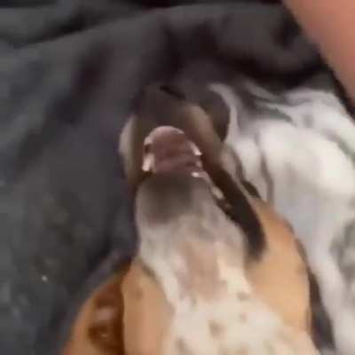 Fofo da porra