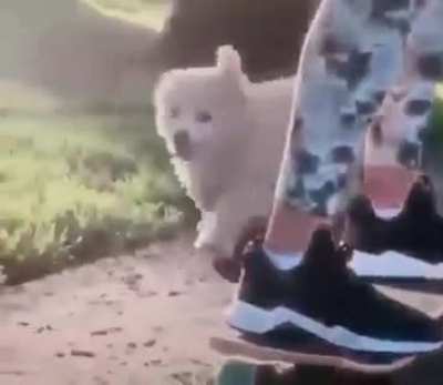 perro