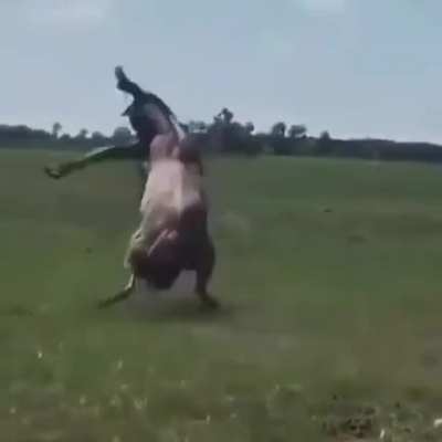 Gaucho power
