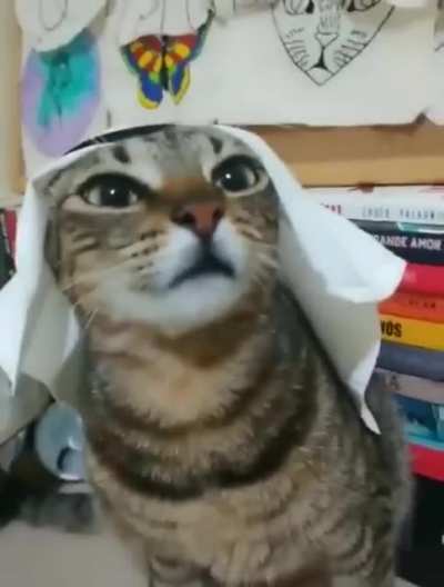 Sound on! Arab kitty, Punjabi song!