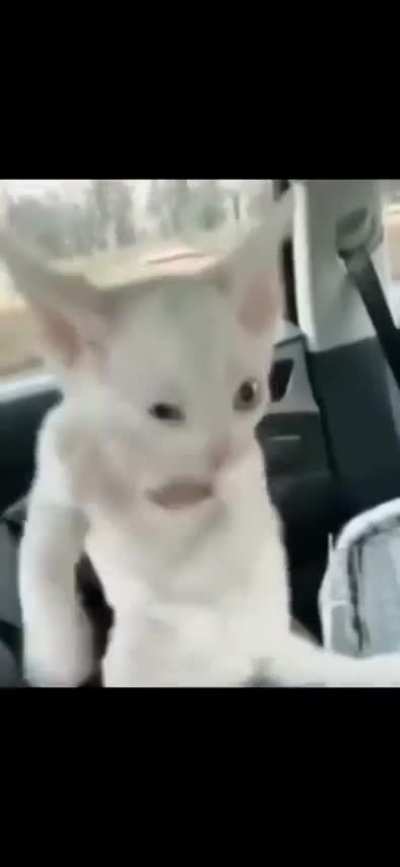 Gatinho atrapalhado