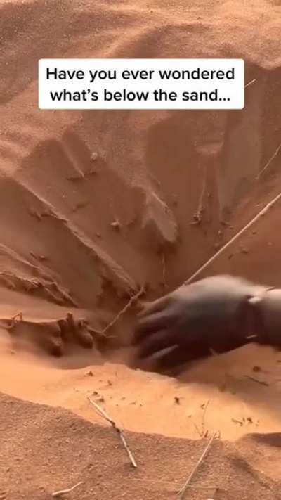 what a nice shell buried in the sand 