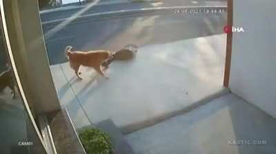 Don't panic he just want to play [nsfw]