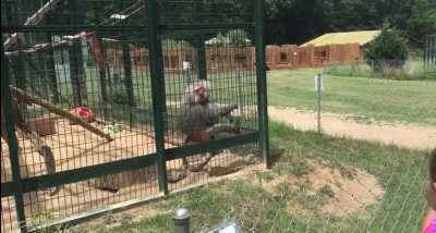 Monkey wasn’t liking the gang signs