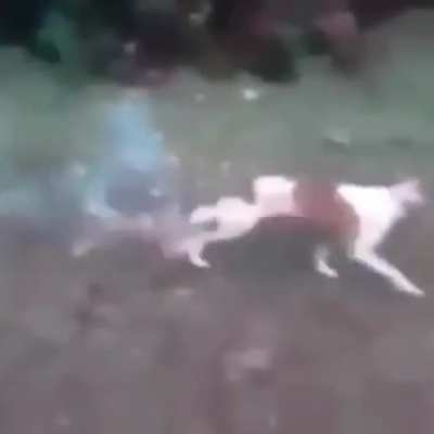 Hot Dog