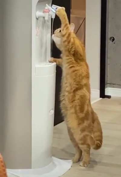 I've seen the hoomans do it...