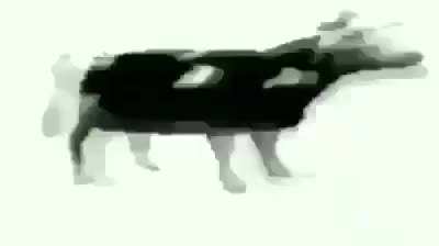krowa