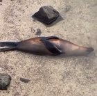 🔥 This seal relaxing halfway under water