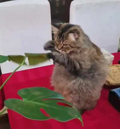 This cat playing with a leaf.