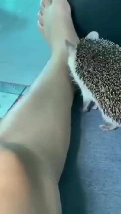 Hedgehog used bite