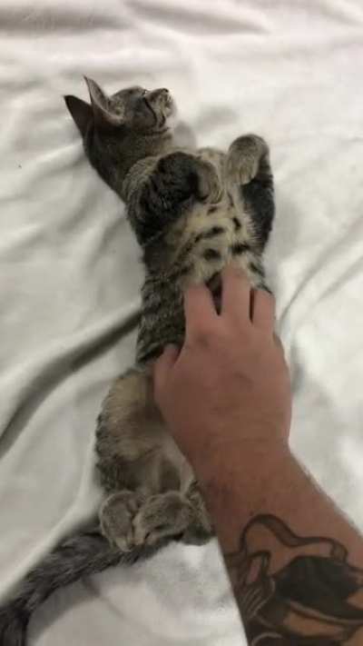 Smol criminal willingly accepts belly rubs