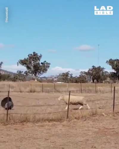 “Ewe picked the wrong sheep to mess with!”
