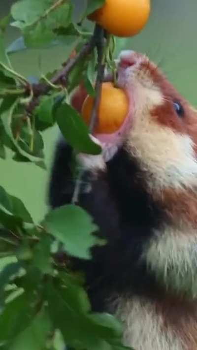 Wild Lil Grabbies