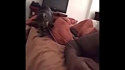 You crayz dog