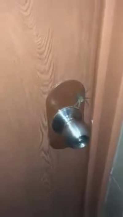 Fuck those spiders