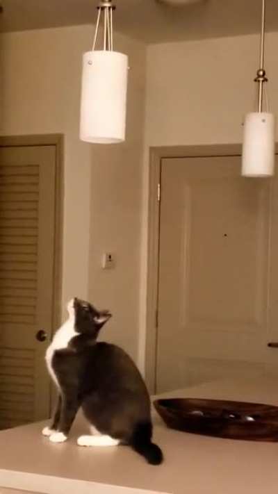 Cat.