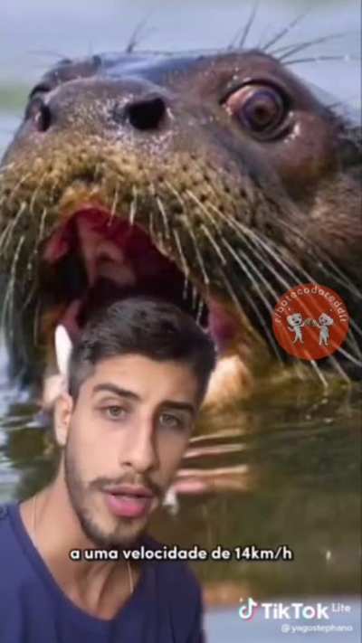 Ariranha