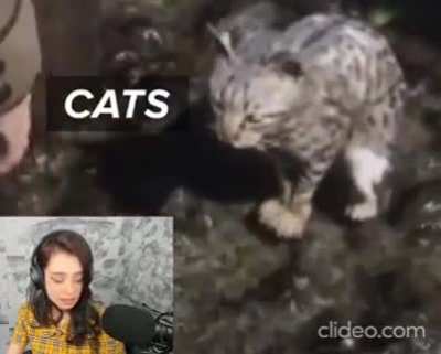 Loves Cat to death