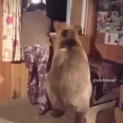 Pets