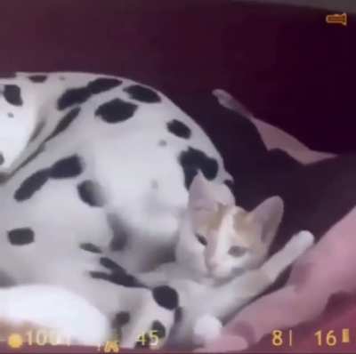 Cats and dogs