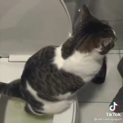 Smart cat