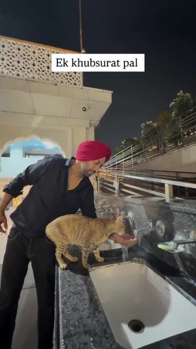 A Sikh Man helping Thirsty Stray cat in Drinking Water at Gurudwara