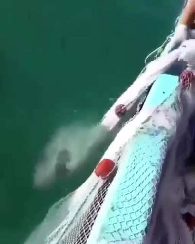 Great white fancies noodles. Noodles turn out to be an Aussie fisherman's net