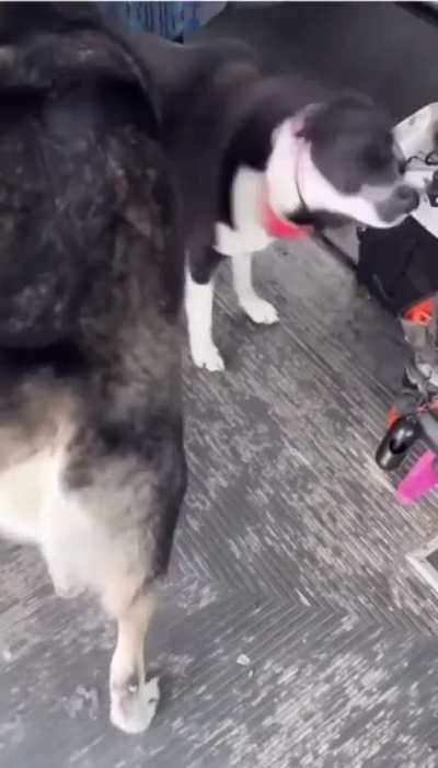 Doggie school bus