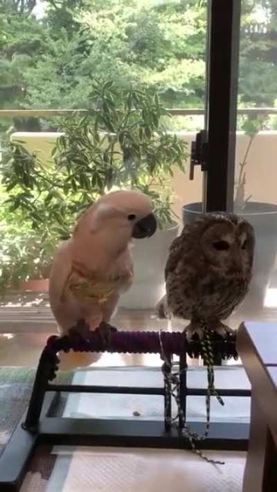 Lovely Fellow Birds