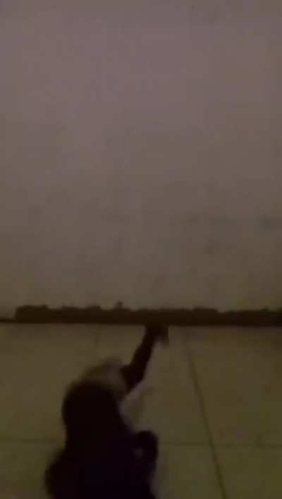 EdgyMemestwo - Video #1873