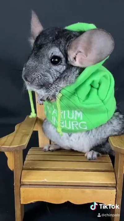 “Right to jail...” but make it chinchillas!
