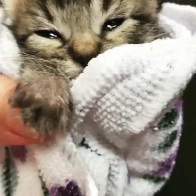 Here’s Mr Beaverton, one of my fosters from summertime.