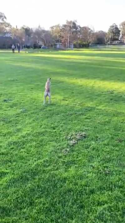 Speed pupper shows her excitement to see her dog and human friends.