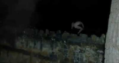 frogs on a wall