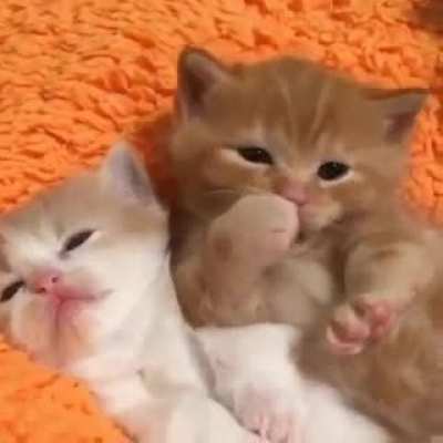 This cuteness has gone too far.