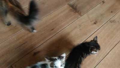 Momma cat teaching her kittens how to yell for food.