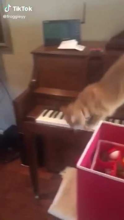 This is not funny, hooman