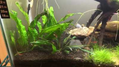 First Shrimp Tank ❤️🦐
