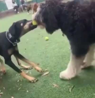 Just two dogs fighting over a tennis ball