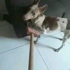 Ele ataca novamente 😂😂