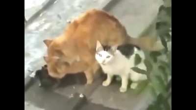 King turned into a cat?!<wbr>?!?!?<wbr>!🙀🙀🙀🙀<wbr>🙀🙀🙀🙀