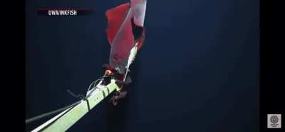 Deep sea squid with “head<wbr>light<wbr>s”, has this not been posted yet?