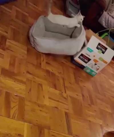 CatsBeingSmart