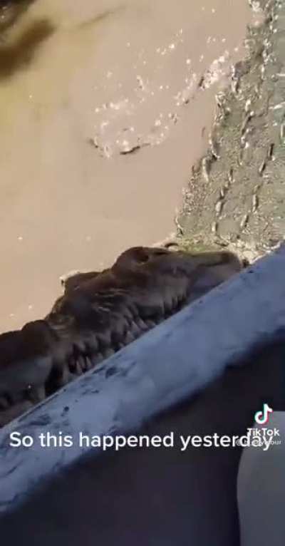 Let's say hi to this metal looking crocodile